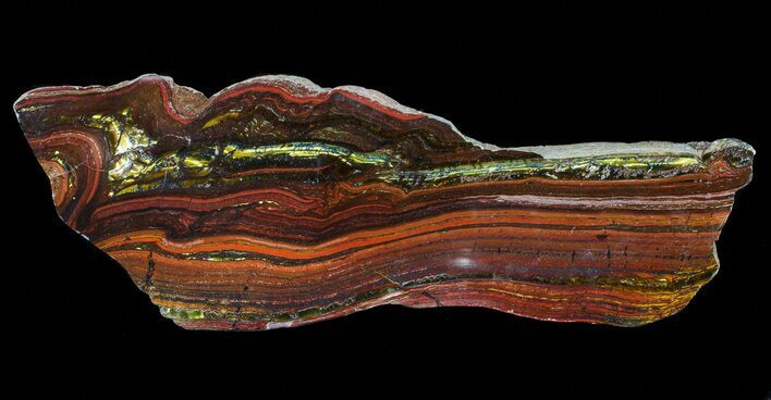 Polished Tiger Iron Stromatolite - ( Billion Years) #65343
